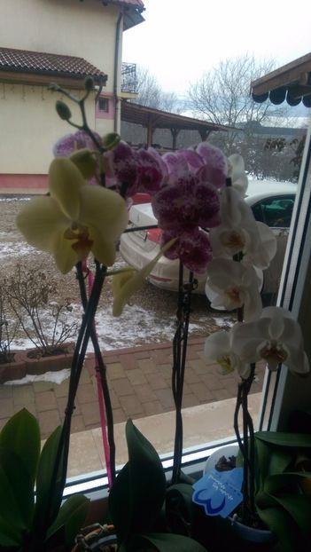  - Orchidee