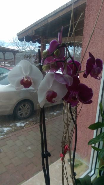  - Orchidee