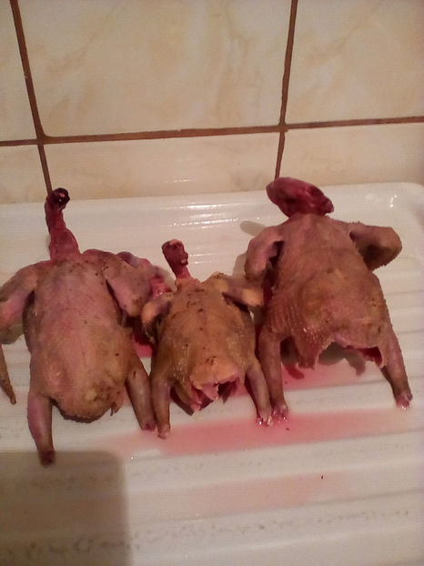 diferenta de greutate - aaa   noutatii