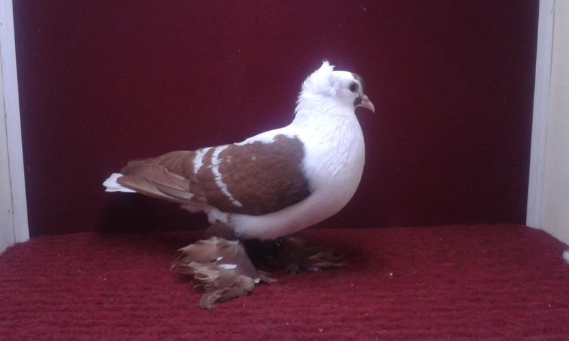 03. Mascul EE RO 16 2008 - 25 Randunica de Saxonia ------------- masculi vanduti