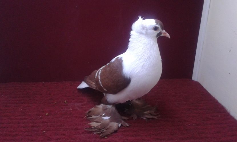 04. Mascul EE RO 16 2008 - 25 Randunica de Saxonia ------------- masculi vanduti