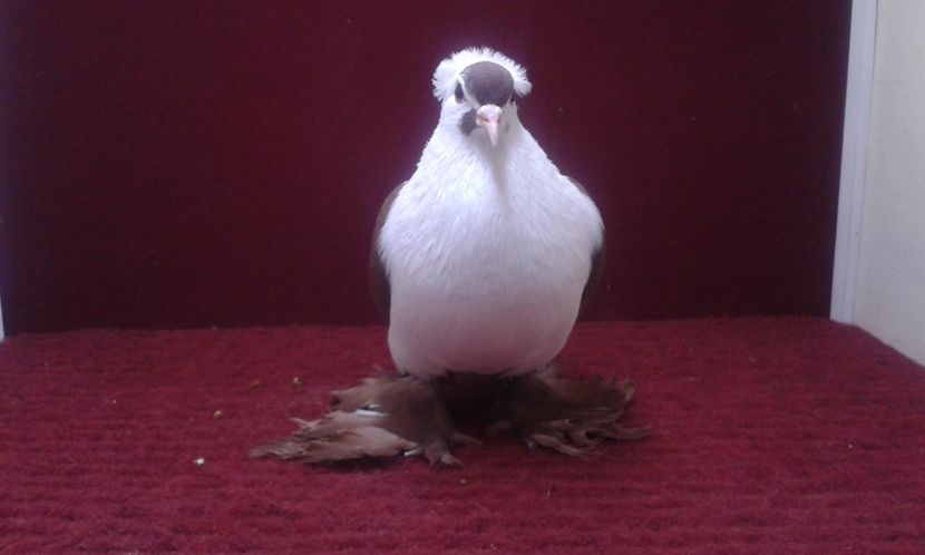 05. Mascul EE RO 16 2008 - 25 Randunica de Saxonia ------------- masculi vanduti