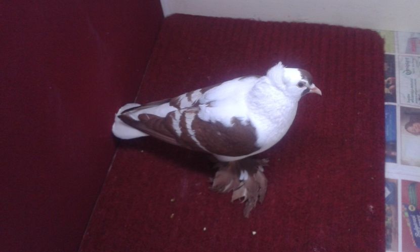 06. Mascul EE RO 16 2008 - 25 Randunica de Saxonia ------------- masculi vanduti