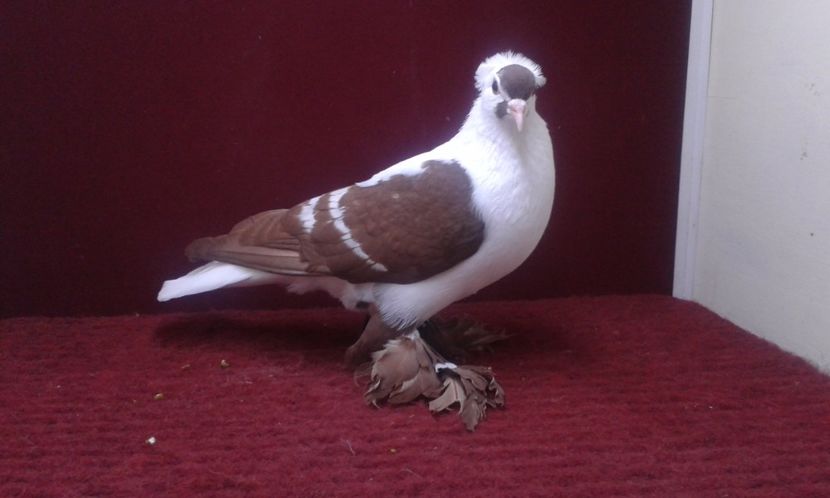 08. Mascul EE RO 16 2008 - 25 Randunica de Saxonia ------------- masculi vanduti