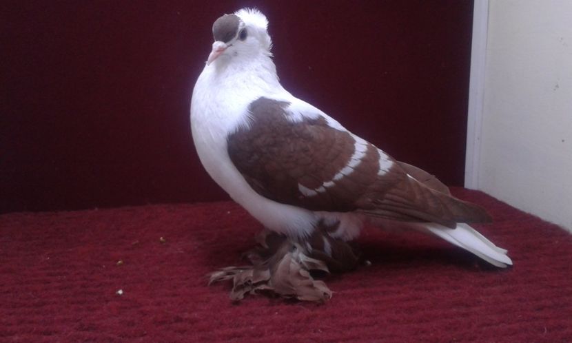 10. Mascul EE RO 16 2008 - 25 Randunica de Saxonia ------------- masculi vanduti