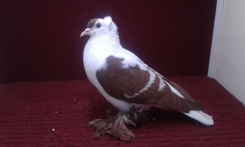 11. Mascul EE RO 16 2008 - 25 Randunica de Saxonia ------------- masculi vanduti