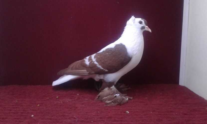 12. Mascul EE RO 16 2008 - 25 Randunica de Saxonia ------------- masculi vanduti