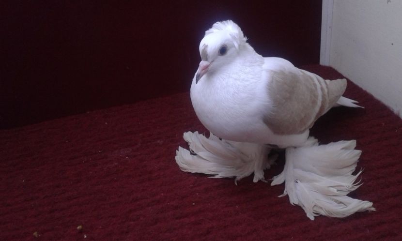 06. Femela 1 fara inel 2015 - 26 Randunica de Saxonia ------------- femele vandute