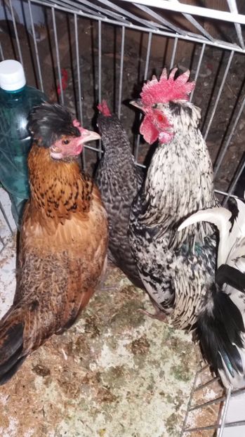 vindute 1 - De vanzare gainuse mi de flori