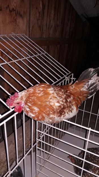 vandut - De vanzare gainuse mi de flori