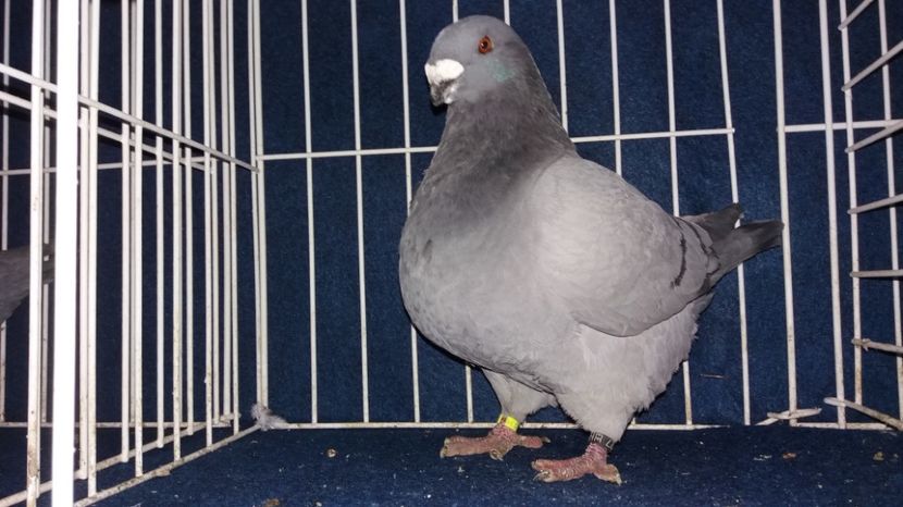 M 2016 - Matca   Masculi 2017