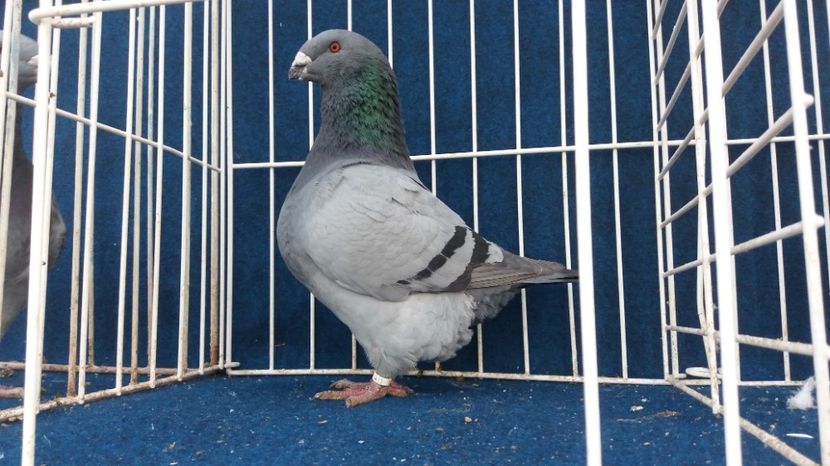 M 2016 - Matca   Masculi 2017