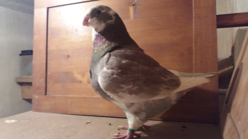 M 2013 - Matca   Masculi 2017