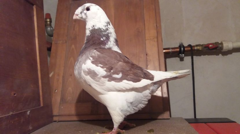 M 2016 - Matca   Masculi 2017