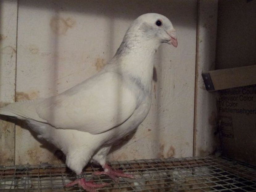 M 21 - Masculi sezon 2017