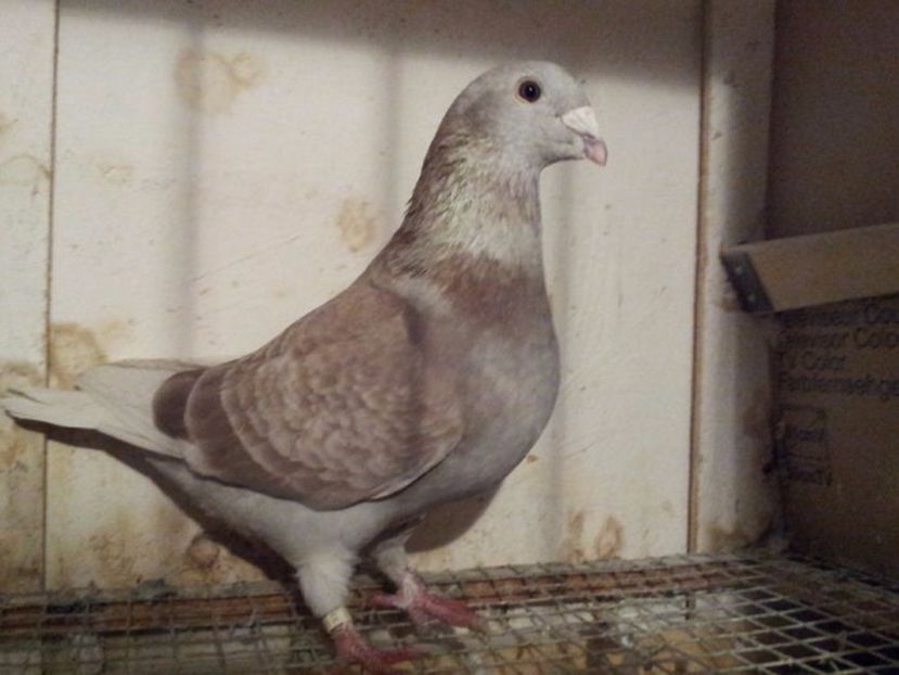 M 22 - Masculi sezon 2017