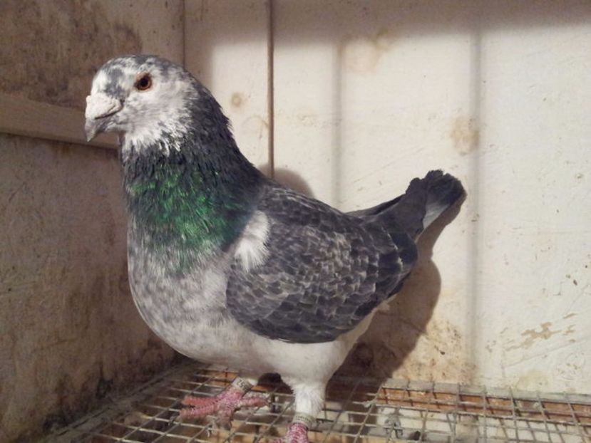 M 23 - Masculi sezon 2017