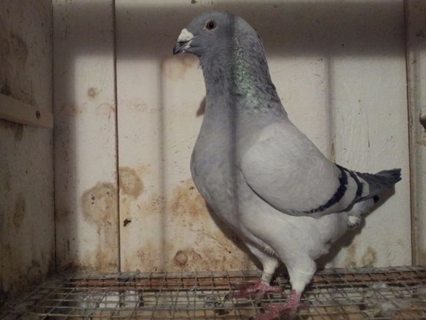 M 15 - Masculi sezon 2017