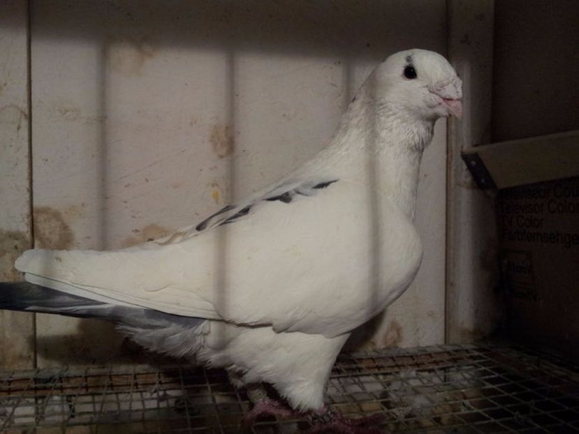 M 18 - Masculi sezon 2017