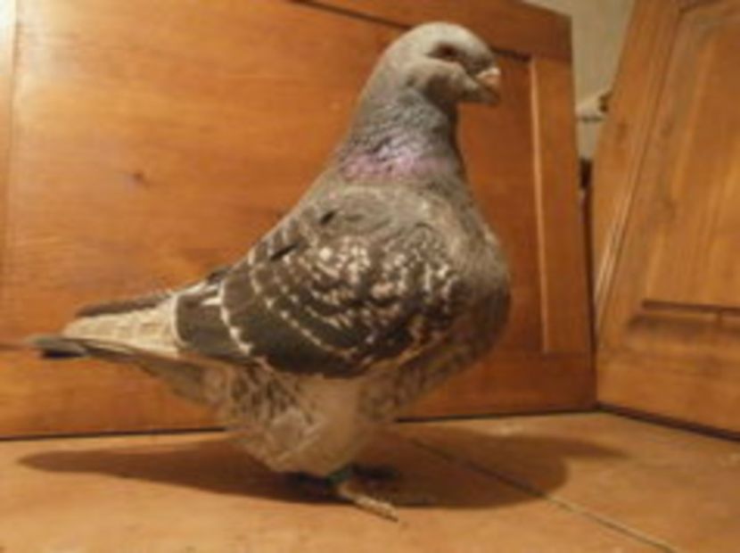 f2 - ARHIVA   AMERICANI   VINDUTI