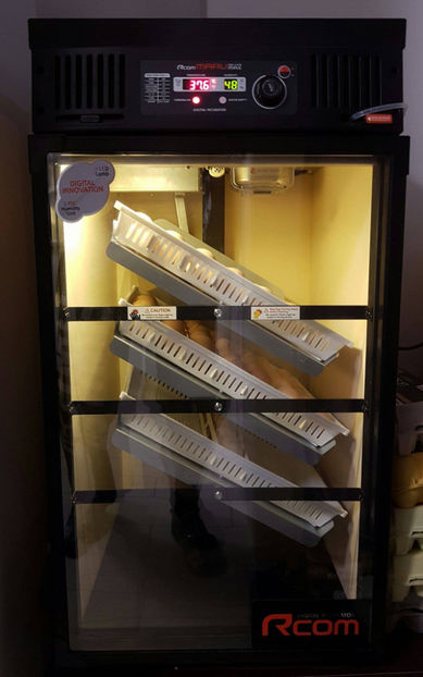 Rcom Maru 190 - Incubatoarele mele