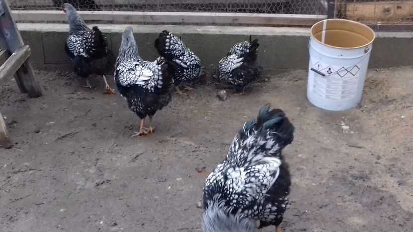  - Wyandotte mare argintiu