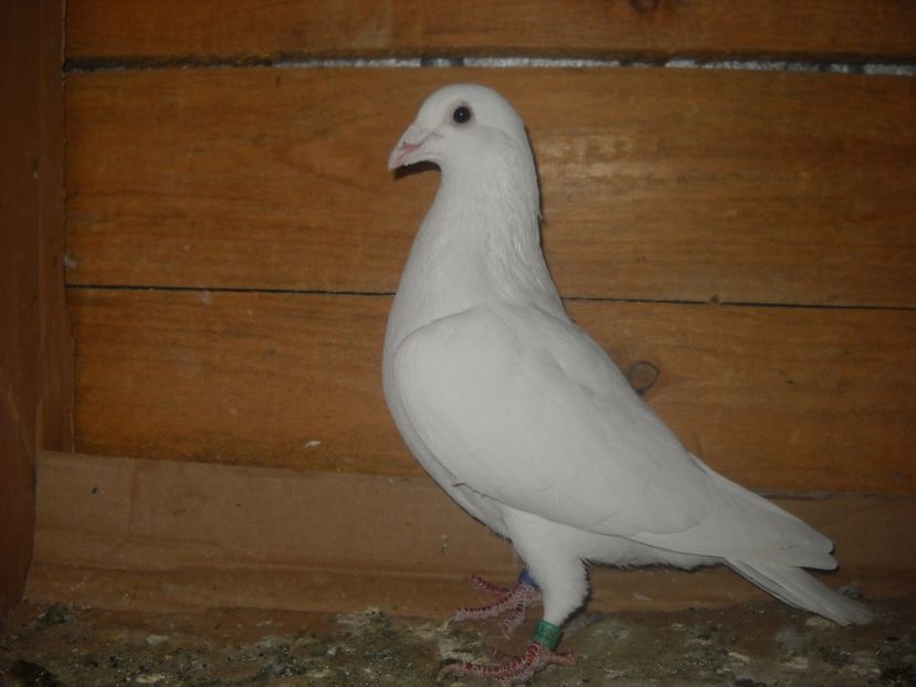 M.2011 - PORUMBEI VANDUTI