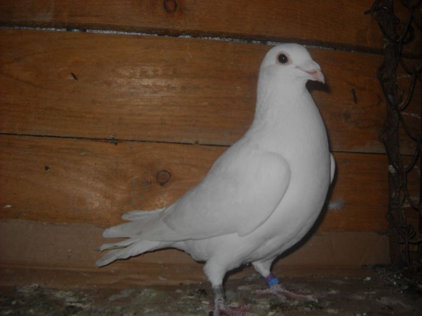 M.2015 x - PORUMBEI VANDUTI