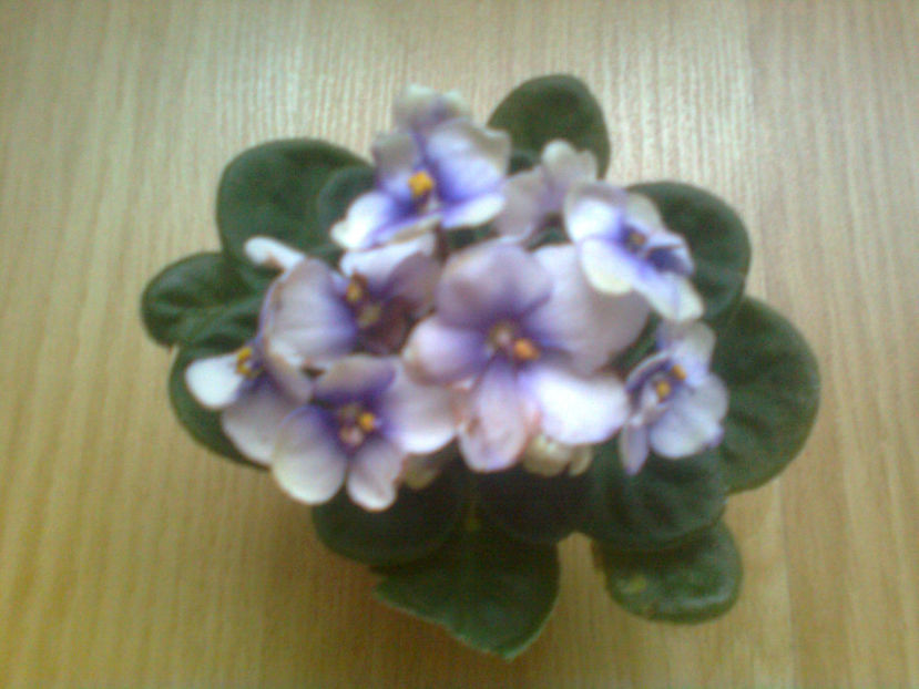  - VIOLETE DE PARMA