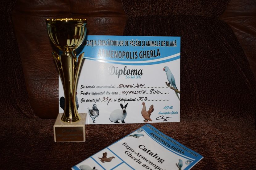 Campion Wyandotte Argintiu Pitic cu benzi Expo Armenopolis Gherla 3-5 feb.2017 - A CUPE si DIPLOME