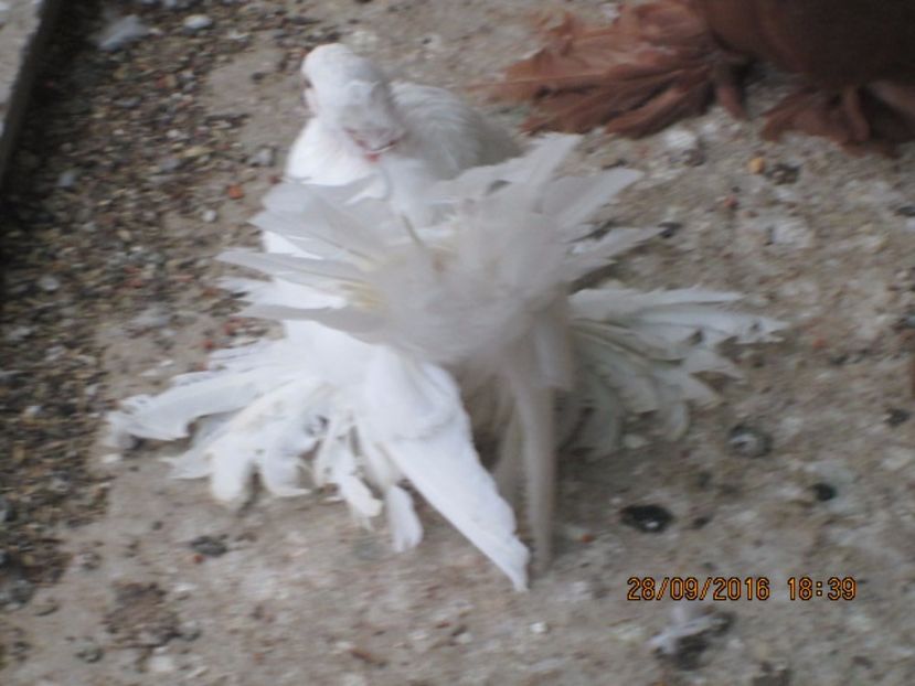  - Porumbei la gramada