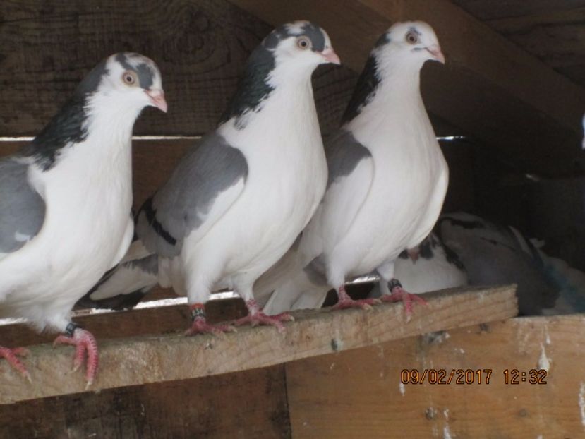  - Jucatori de Galati