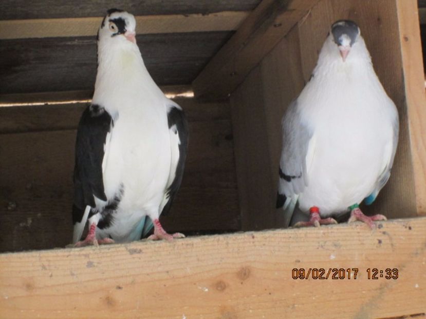  - Jucatori de Galati