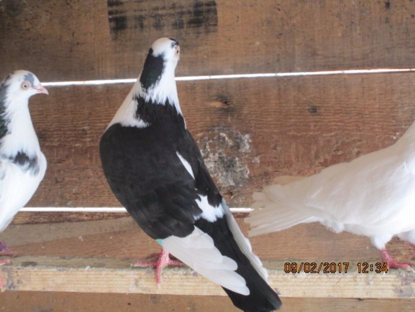  - Jucatori de Galati