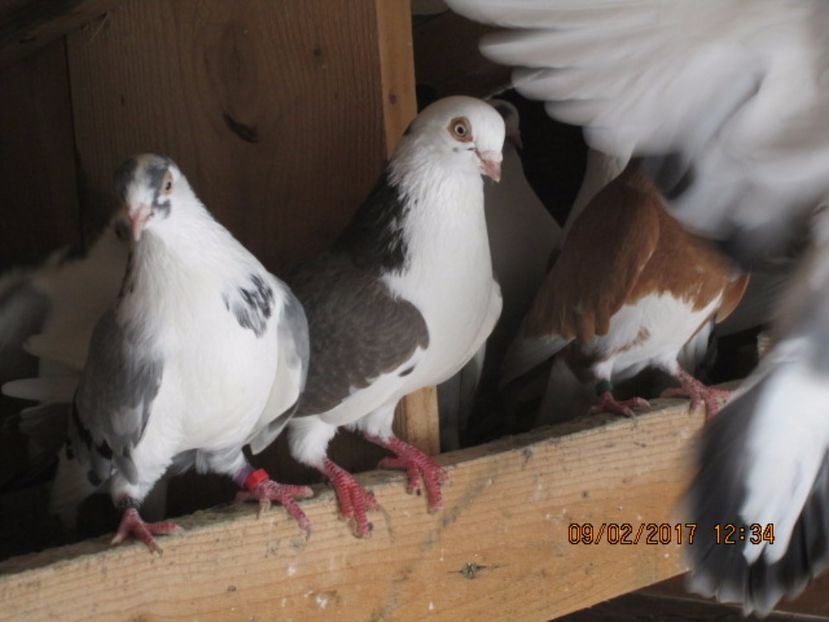  - Jucatori de Galati