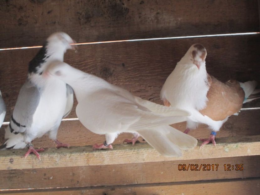  - Jucatori de Galati