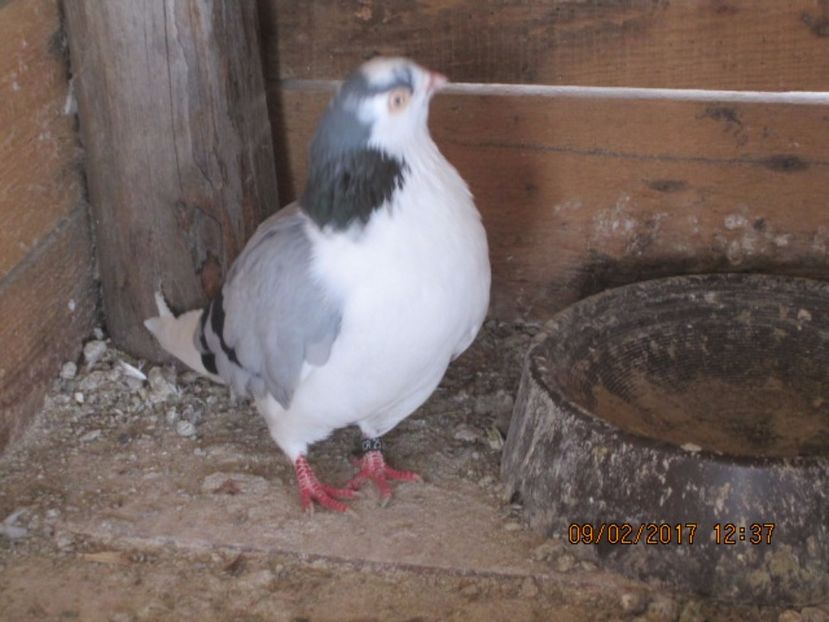  - Jucatori de Galati