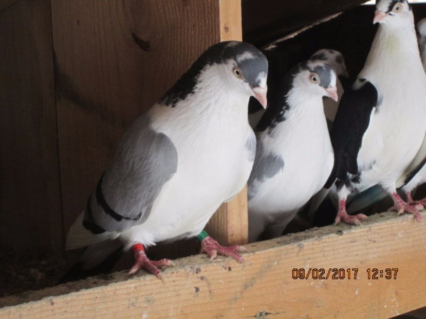  - Jucatori de Galati