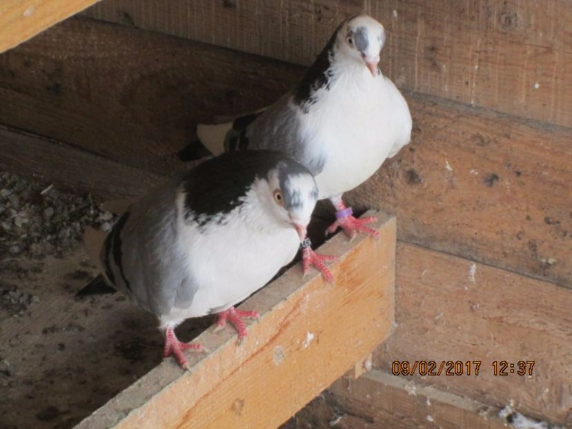  - Jucatori de Galati