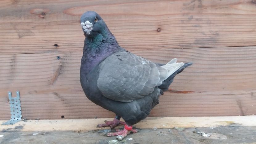 FEM 2014 - Matca Femele 2017