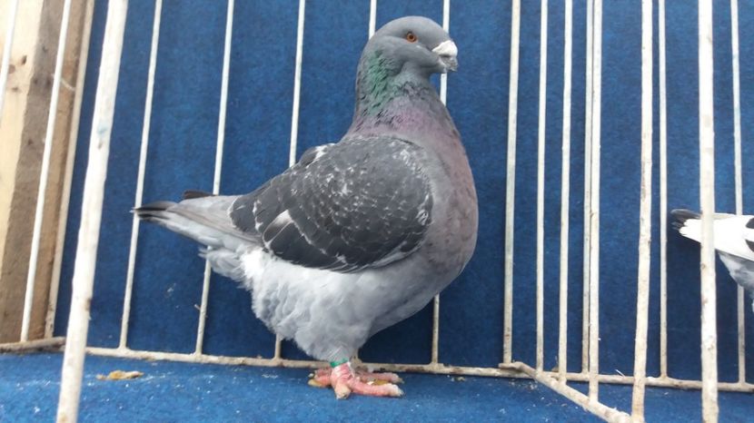 FEM 2013 H - Matca Femele 2017