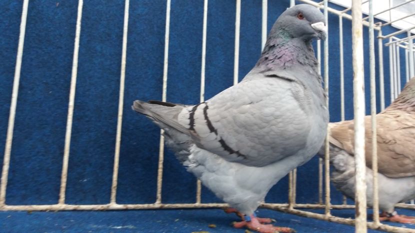 FEM 2016 - Matca Femele 2017