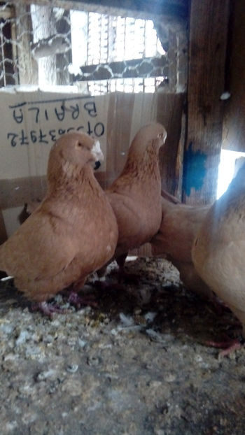  - Porumbei americani