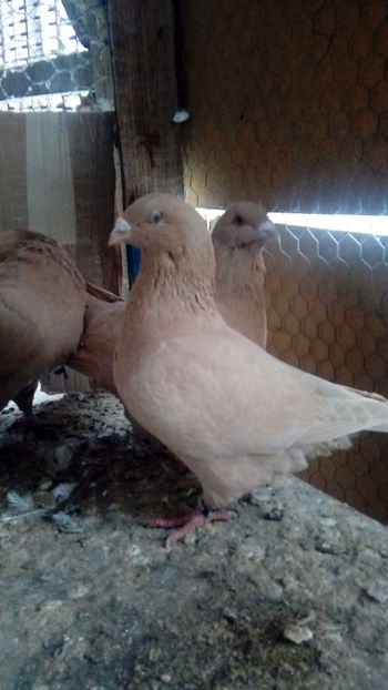  - Porumbei americani