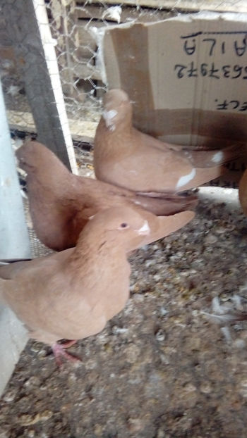  - Porumbei americani