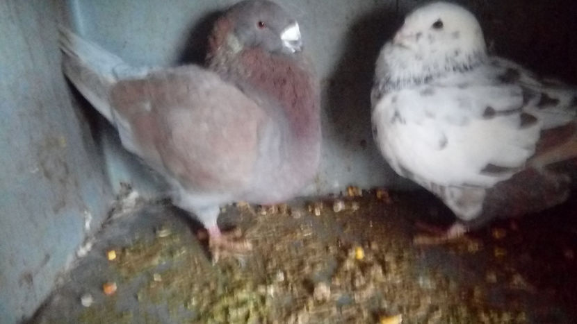  - Porumbei americani