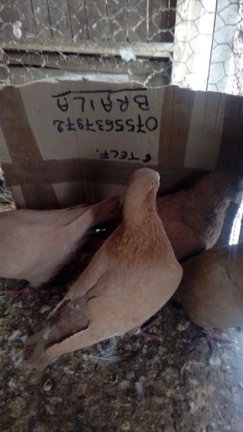  - Porumbei americani