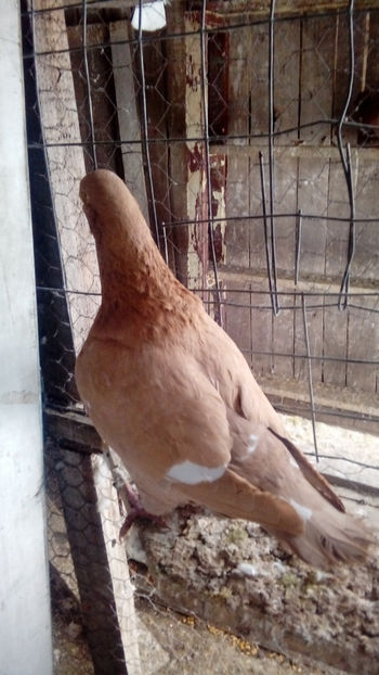  - Porumbei americani