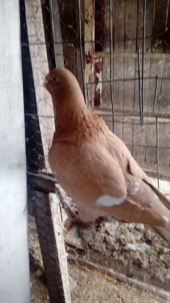  - Porumbei americani