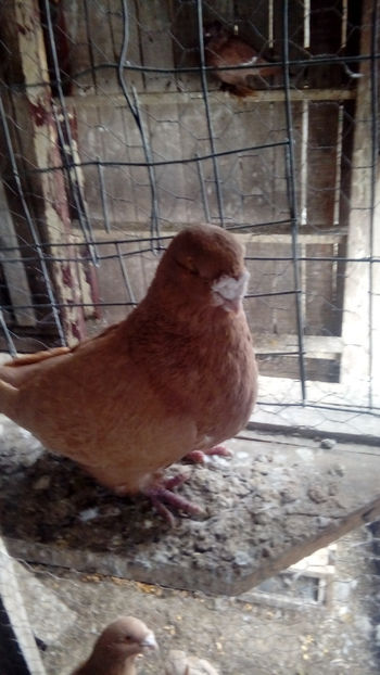  - Porumbei americani